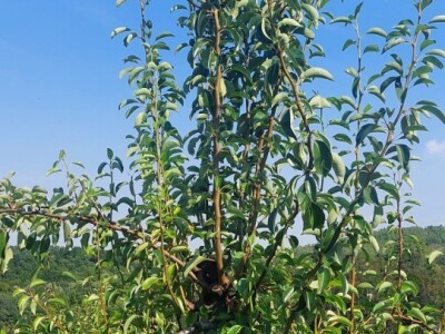 Ljetnja rezidba krušaka