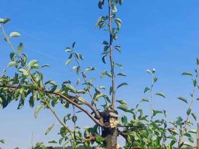 Ljetnja rezidba krušaka