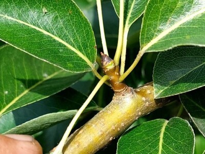 Ljetnja rezidba krušaka