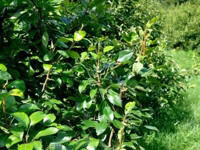 Ljetnja rezidba krušaka