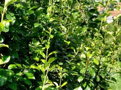 Ljetnja rezidba krušaka