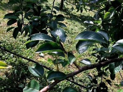 Ljetnja rezidba krušaka