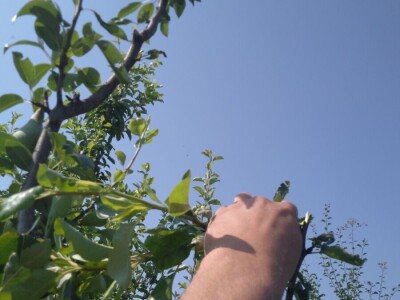 Ljetnja rezidba krušaka Ljetnja rezidba krušaka