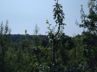 Ljetnja rezidba krušaka Ljetnja rezidba krušaka