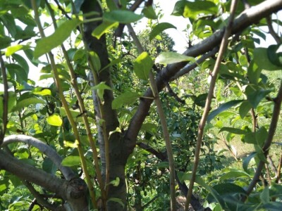 Ljetnja rezidba krušaka Ljetnja rezidba krušaka