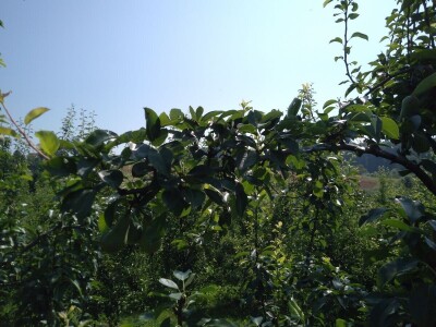 Ljetnja rezidba krušaka Ljetnja rezidba krušaka