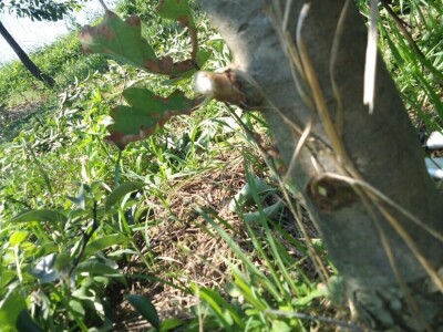 Ljetnja rezidba krušaka Ljetnja rezidba krušaka