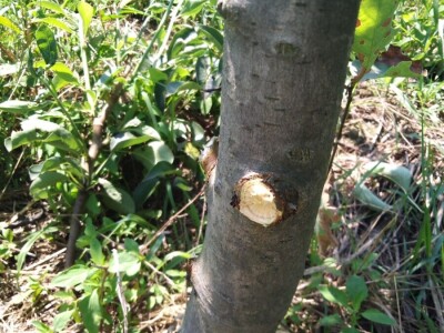 Ljetnja rezidba krušaka Ljetnja rezidba krušaka