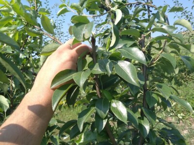 Ljetnja rezidba krušaka Ljetnja rezidba krušaka