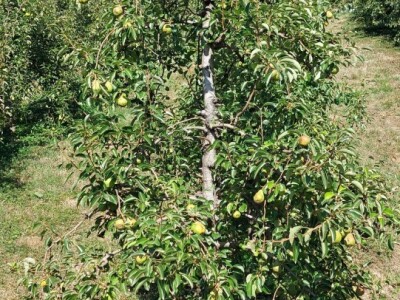 Ljetnja rezidba krušaka