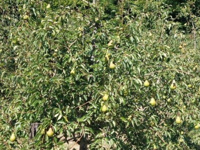 Ljetnja rezidba krušaka