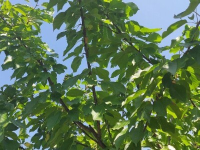 Ljetnja rezidba trešanja