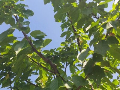 Ljetnja rezidba trešanja