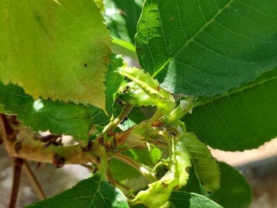 Ljetnja rezidba trešanja