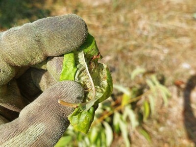 Ljetnja rezidba trešanja