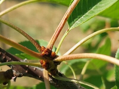 Ljetnja rezidba trešanja