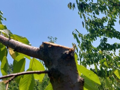 Ljetnja rezidba trešanja