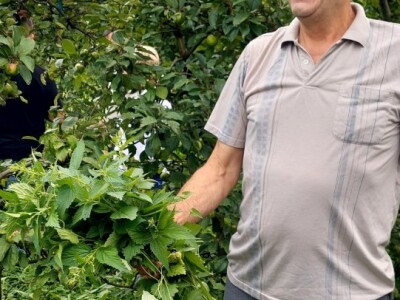 Ljetnja rezidba voća Ljetnja rezidba voća