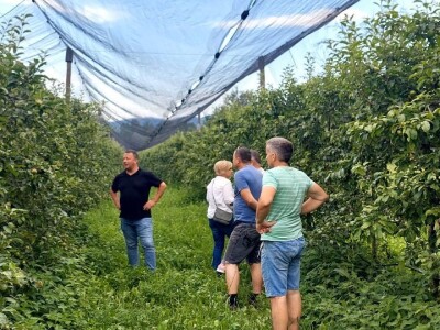 Ljetnja rezidba voća Ljetnja rezidba voća