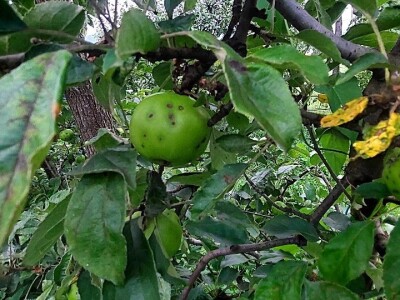 Ljetnja rezidba voća Ljetnja rezidba voća