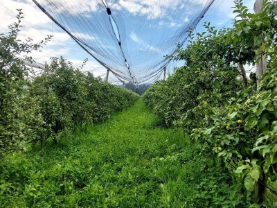Ljetnja rezidba voća Ljetnja rezidba voća