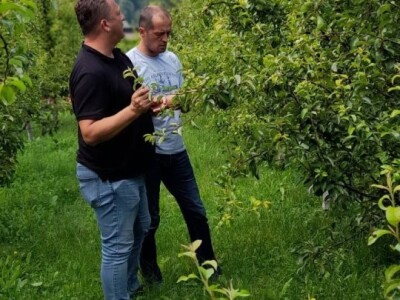 Ljetnja rezidba voća Ljetnja rezidba voća