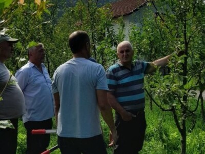 Ljetnja rezidba voća Ljetnja rezidba voća