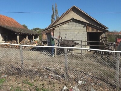 Ljiljana Marković zadužena da hrani nojeve