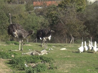 Ljiljana Marković zadužena da hrani nojeve