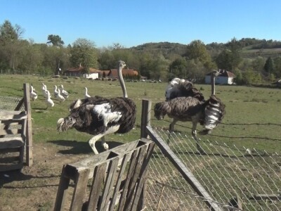 Ljiljana Marković zadužena da hrani nojeve