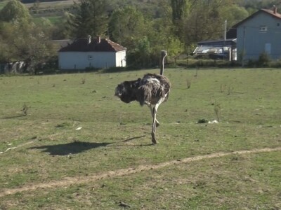 Ljiljana Marković zadužena da hrani nojeve