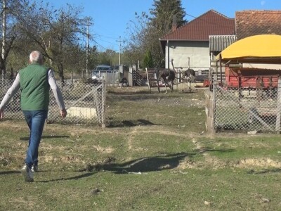 Ljiljana Marković zadužena da hrani nojeve