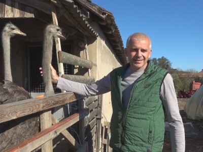 Ljiljana Marković zadužena da hrani nojeve