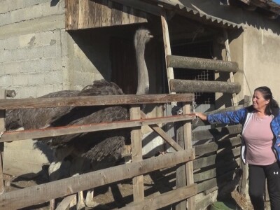 Ljiljana Marković zadužena da hrani nojeve