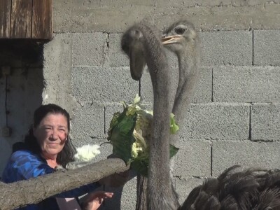 Ljiljana Marković zadužena da hrani nojeve