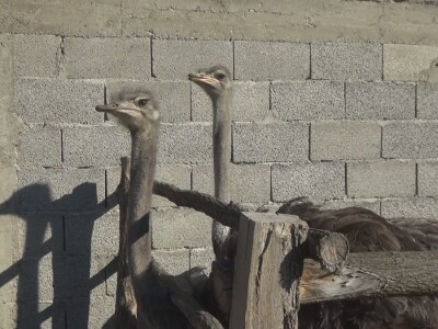 Ljiljana Marković zadužena da hrani nojeve