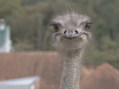 Ljiljana Marković zadužena da hrani nojeve