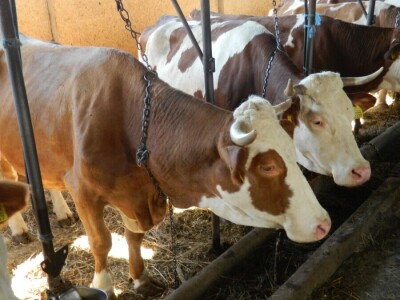 Ljubav prema poljoprivredi od malih nogu