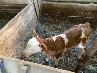 Ljubav prema poljoprivredi od malih nogu