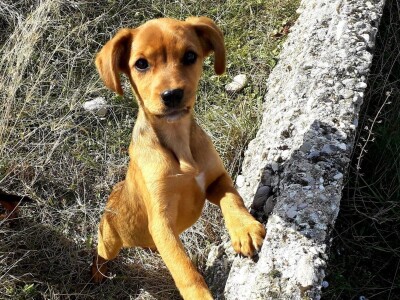 Ljubav prema životinjama povezala je učenike i profesore