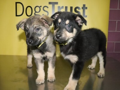 Ljubav prema životinjama povezala je učenike i profesore