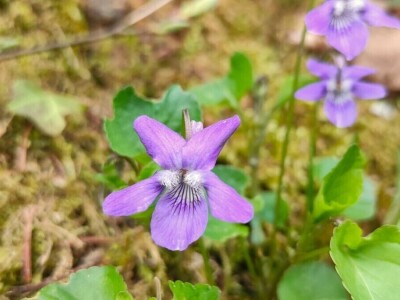 Ljubičica Ljubičica