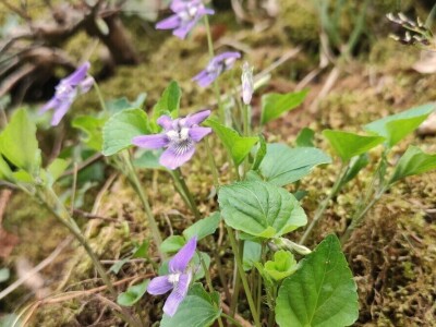 Ljubičica Ljubičica