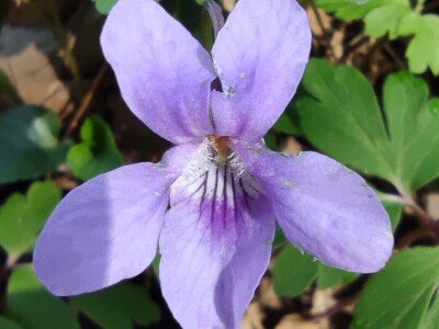 Ljubičica Ljubičica