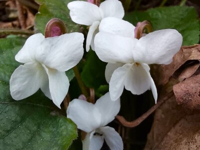 Ljubičica Ljubičica