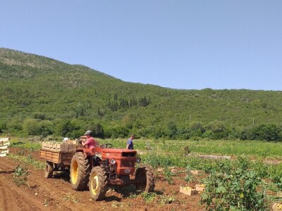 Ljubuški mladi krompir, selo Šipovača