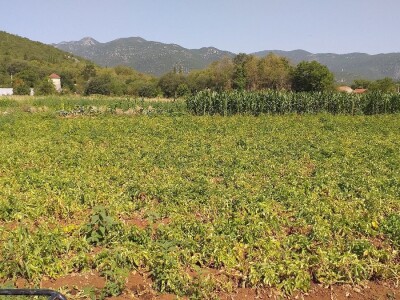 Ljubuški mladi krompir, selo Šipovača