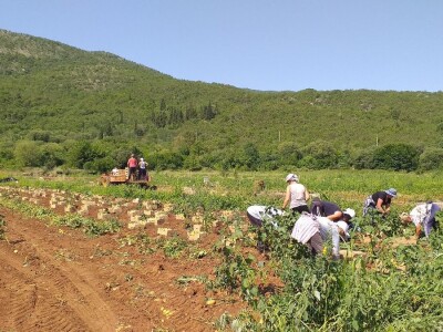 Ljubuški mladi krompir, selo Šipovača