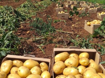 Ljubuški mladi krompir, selo Šipovača