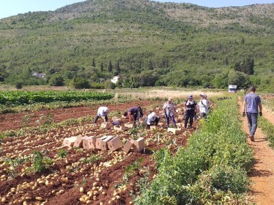 Ljubuški mladi krompir, selo Šipovača
